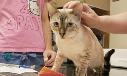 Carol Blymire Animal Sheltering Online By The Humane Society Of The United States